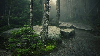Mystical Foggy Forest Wallpaper HD 4K Aesthetic Nature Background
