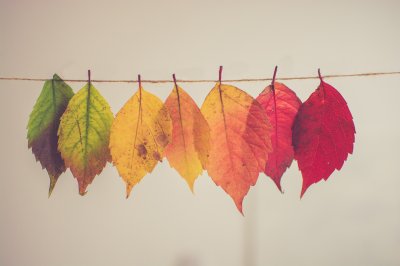 Aesthetic Autumn Leaves Gradient Wallpaper HD 4K for Desktop
