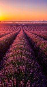 Aesthetic Lavender Field Sunrise Wallpaper HD 4K - Purple Nature Background