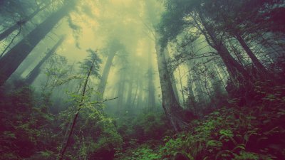 Mysterious Foggy Redwood Forest Wallpaper HD 4K Aesthetic Nature