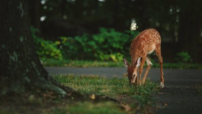 Cute Fawn Grazing in Forest Nature Wallpaper HD 4K Aesthetic