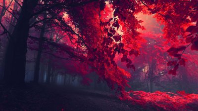 Aesthetic Red Forest Landscape Wallpaper HD 4K - Mystical Foggy Woods
