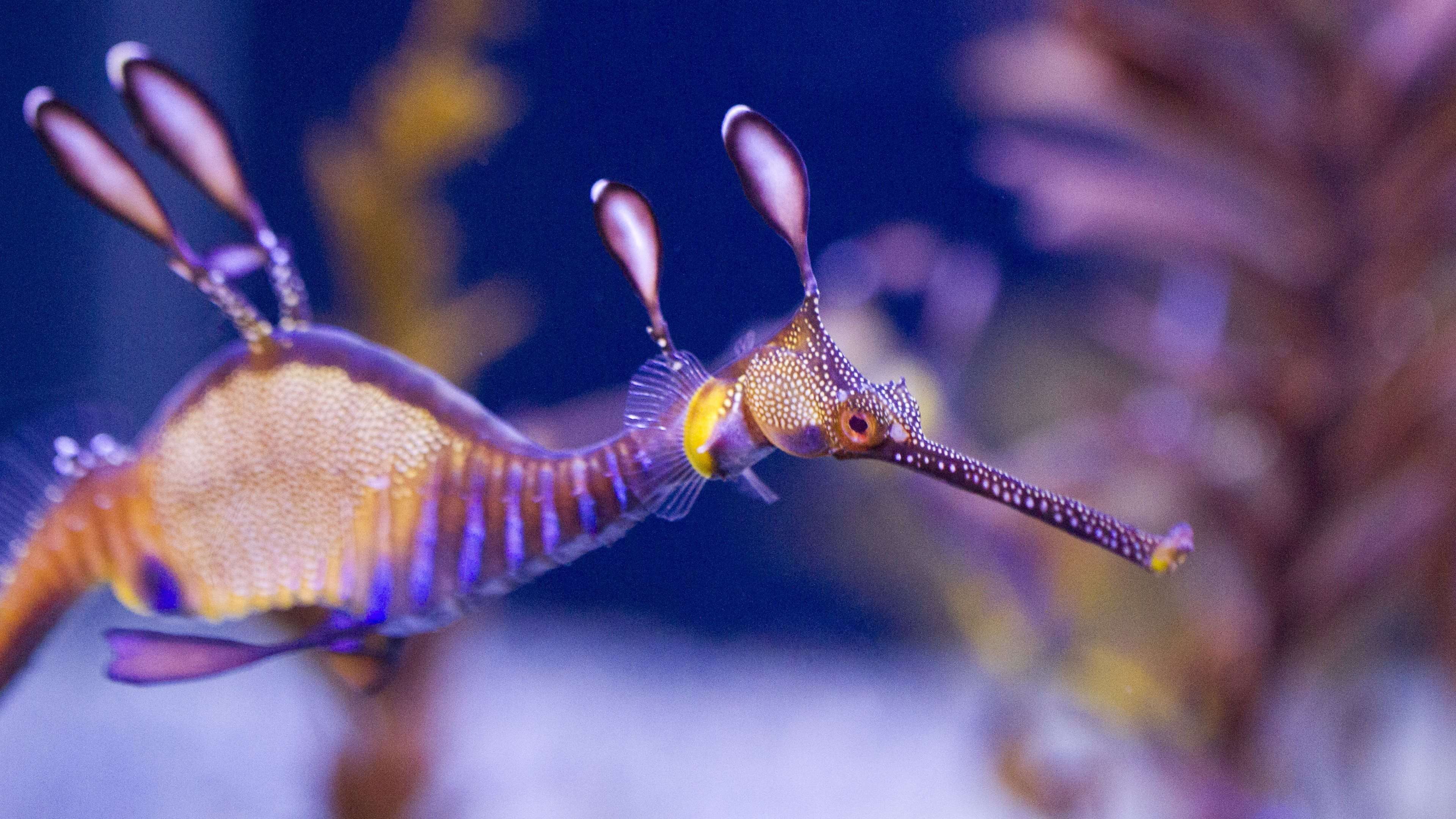Aesthetic Weedy Seadragon Underwater Wallpaper HD 4K - Vibrant Marine Life