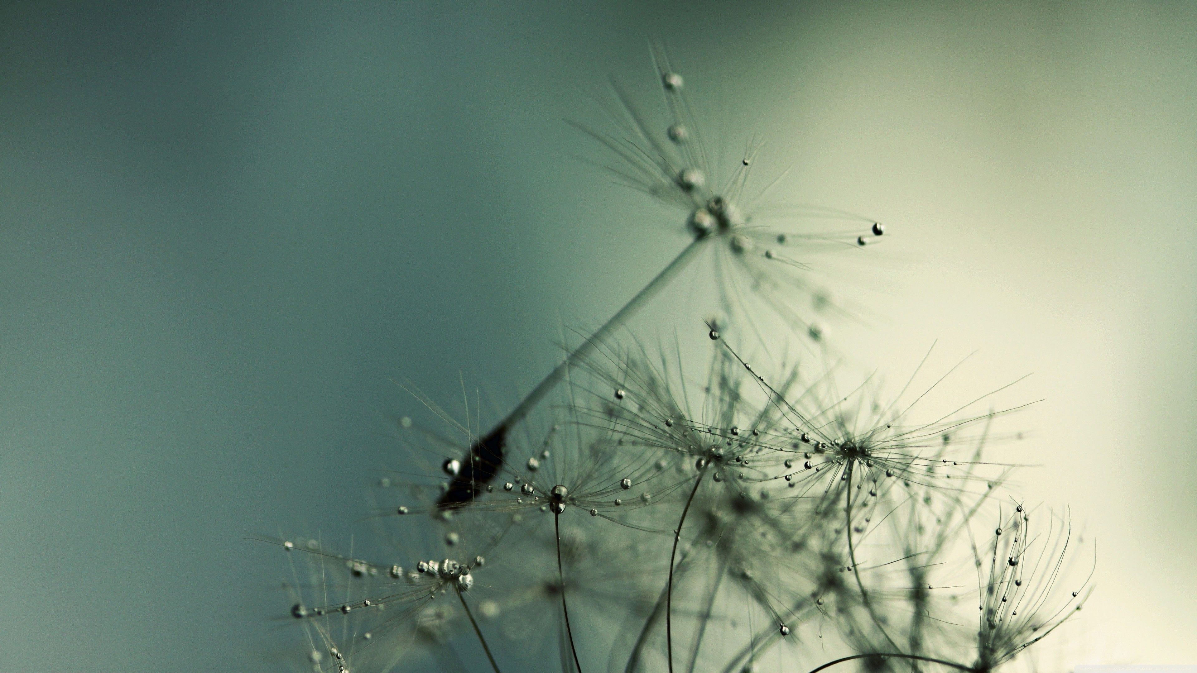 Aesthetic Dandelion Seeds with Dew Drops Wallpaper HD 4K Nature