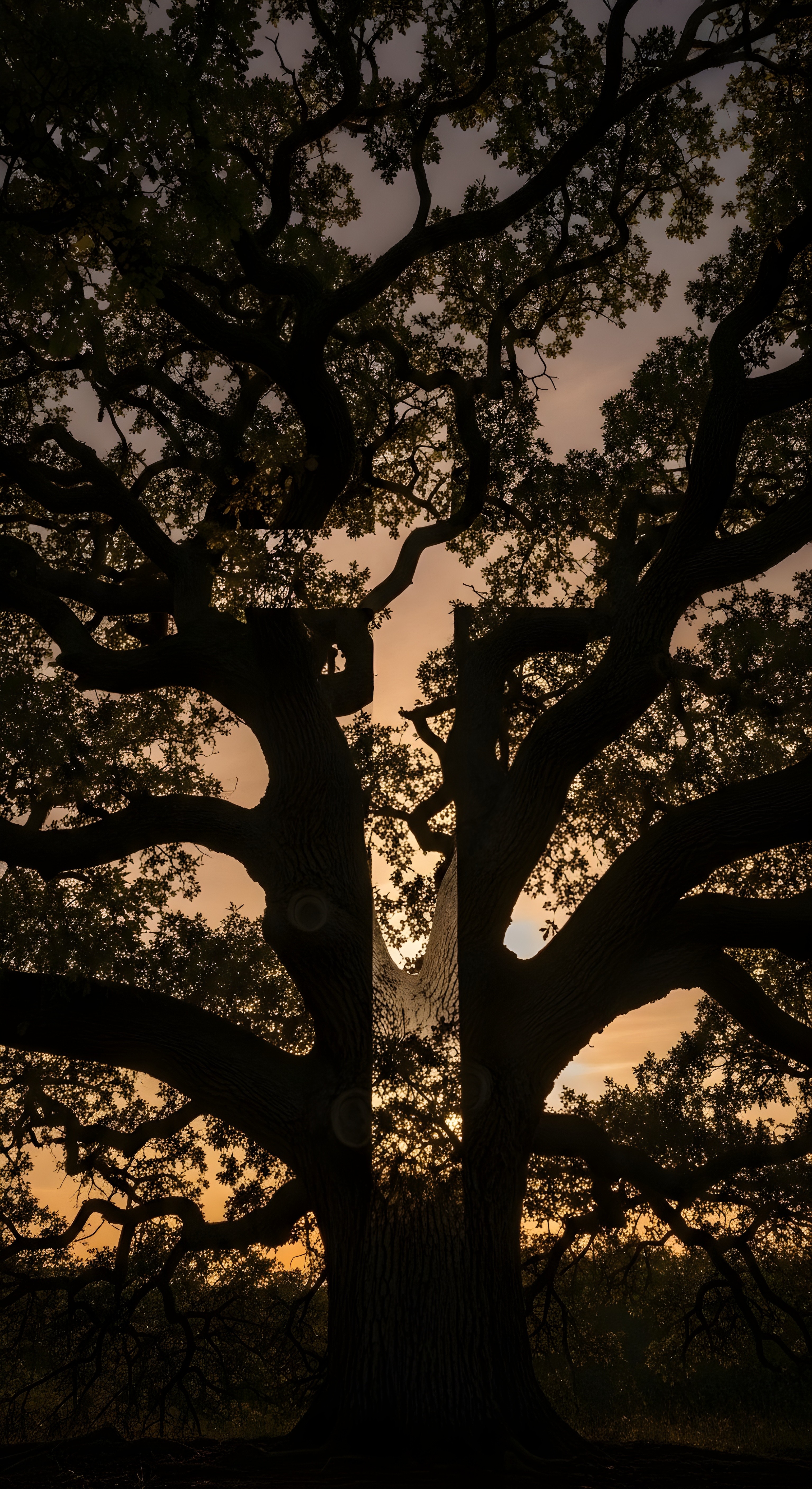Aesthetic Oak Tree Silhouette Sunset Wallpaper HD 4K