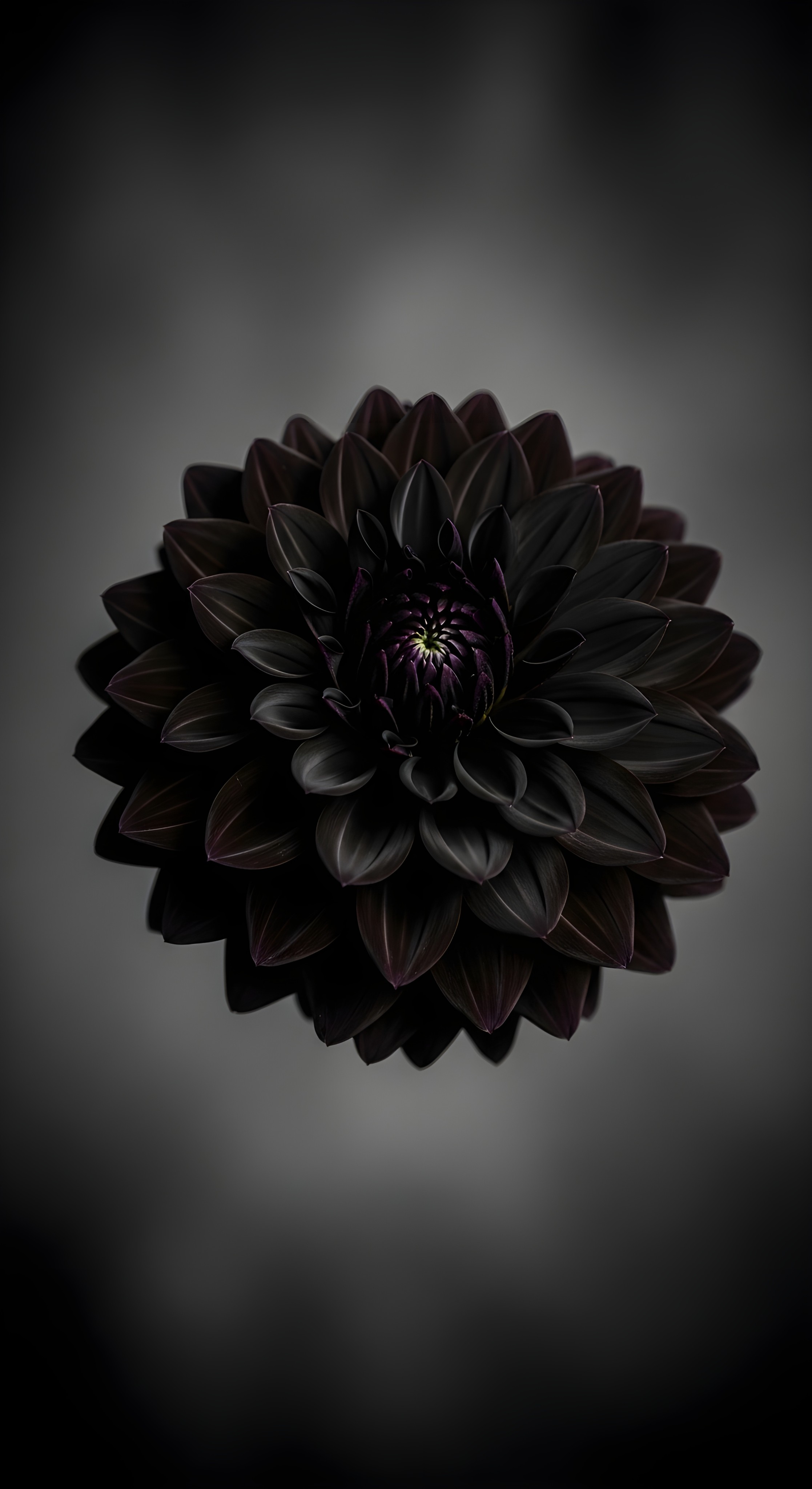 Elegant Dark Dahlia Aesthetic Flower Wallpaper HD 4K for Desktop