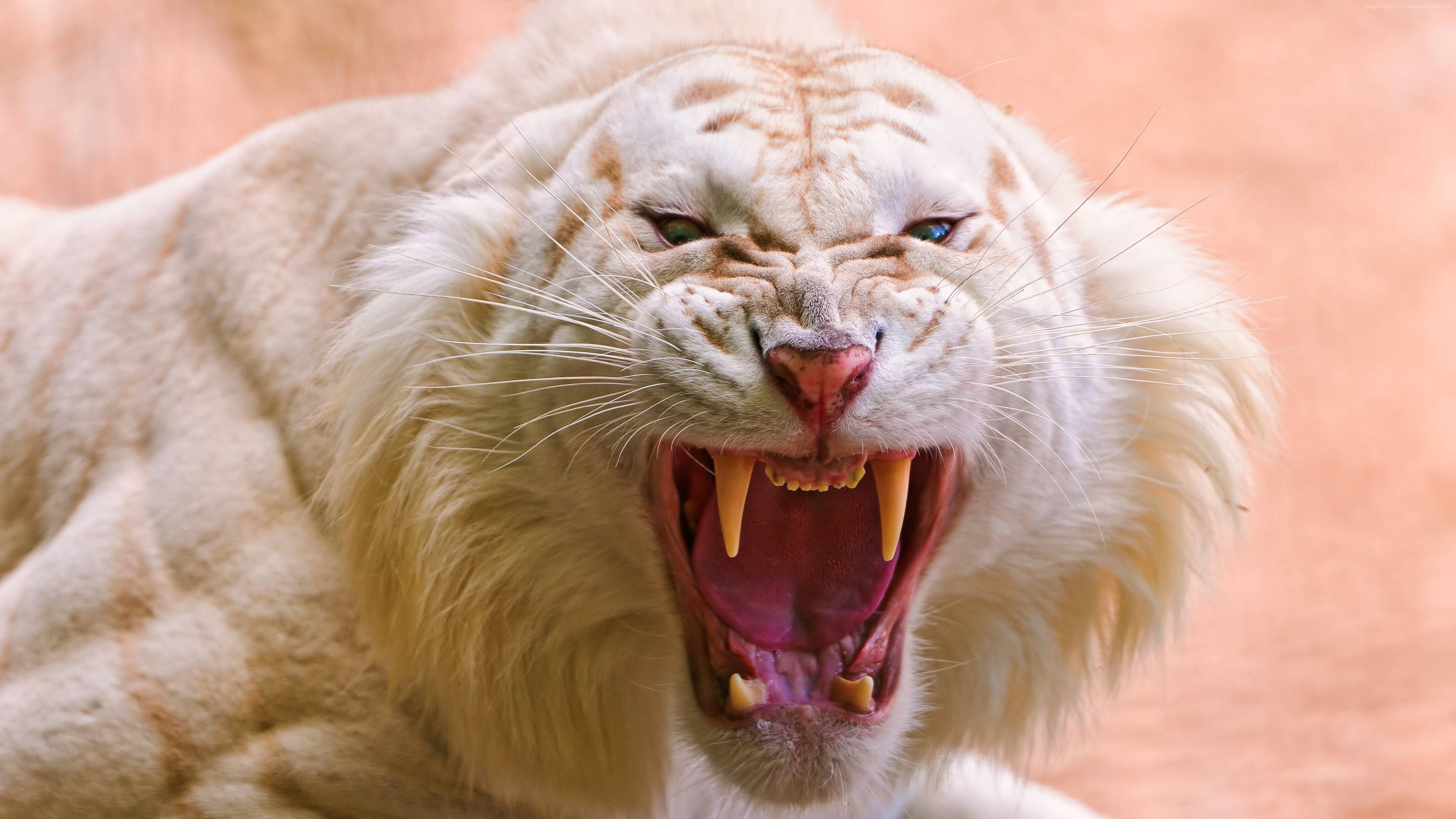 Fierce White Tiger Roaring HD 4K Wallpaper - Cool Wildlife Aesthetic